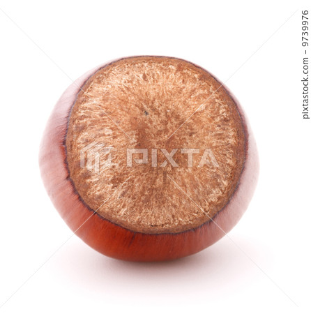 hazelnut or filbert nut isolated on white background cutout hazelnut or filbert nut isolated on white background cutout 9739976