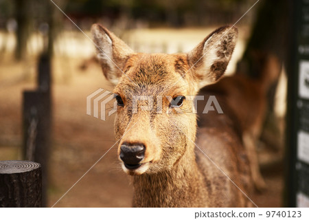 Animal welfare image 9740123