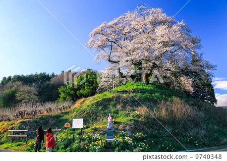 Matsuri Sakura Matsuri Sakura 9740348