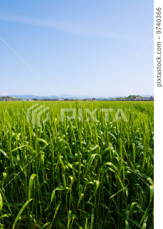 Wheat field 9740366