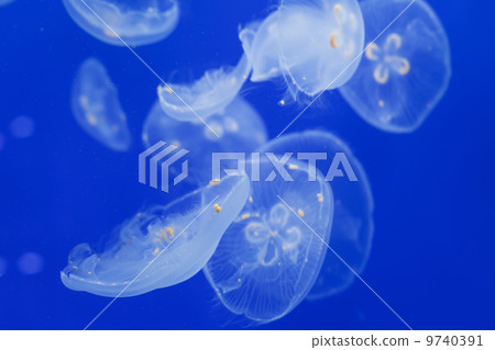 Jellyfish 9740391
