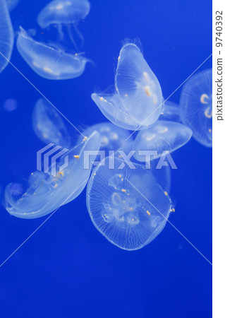 Jellyfish Jellyfish 9740392