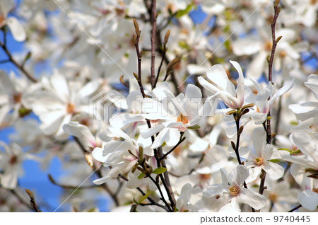 Kobushi shining in the blue sky: spicy (white) 9740445