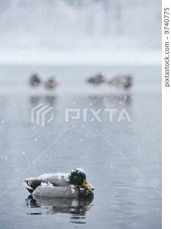 雪累積的野鴨 9740775