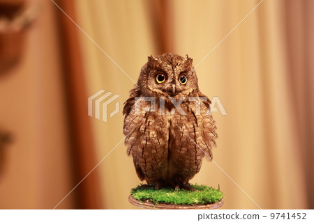 蚯蚓貓頭鷹貓頭鷹猛禽猛禽歐洲海螺Hazuk小雞 蚯蚓貓頭鷹貓頭鷹猛禽猛禽歐洲海螺Hazuk小雞 9741452