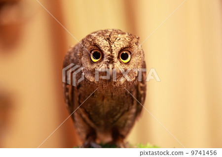 Earthworm Owl Owl Prey Raptor European Conch Hazuk Chicks 9741456