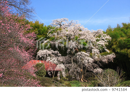 Cherry blossoms of Yukimura 9741584