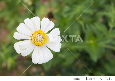 flower flower 9741719