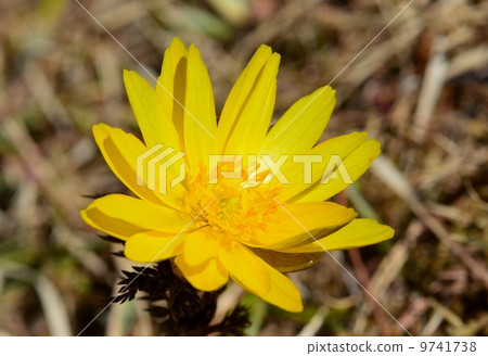 阿多尼斯拉莫薩 阿多尼斯拉莫薩 9741738