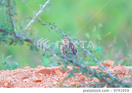 Indian yabu livari 9741959