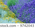 薰衣草 9742043