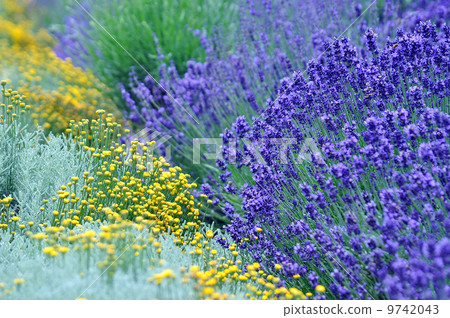 薰衣草 薰衣草 9742043
