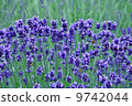 薰衣草 9742044
