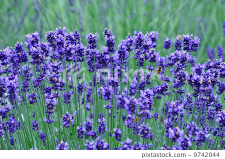 lavender 9742044