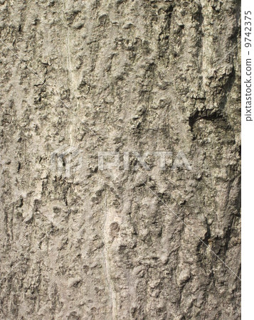 水木樹 水木樹 9742375