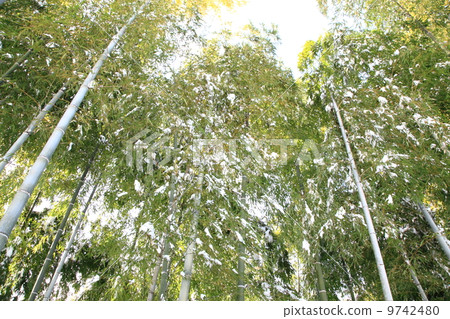 Bamboo grove in winter 9742480