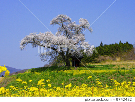 Rape blossoms and cherry blossoms of Ozawa 9742482