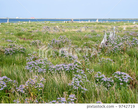 諾多肯半島托多拉 9742719