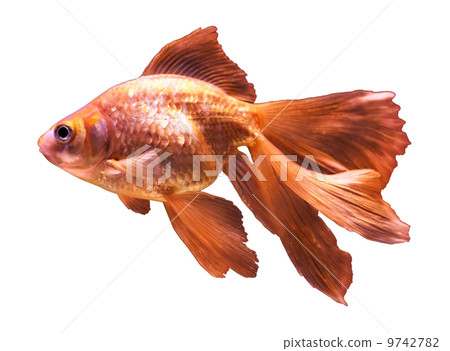 goldfish - isolated on white 9742782