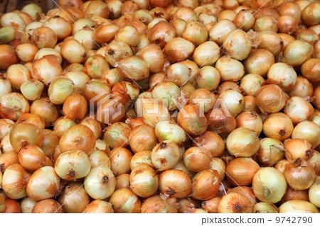 lot of onions lot of onions 9742790