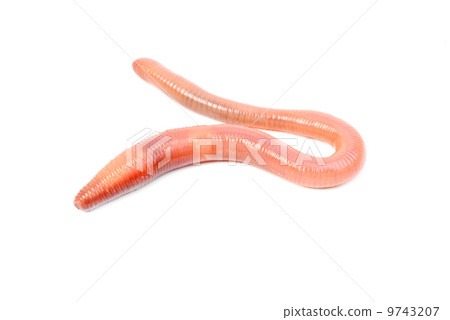 animal earth worm isolated on white background animal earth worm isolated on white background 9743207