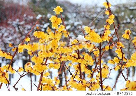 Rubai blooming in the snow park Rubai blooming in the snow park 9743585
