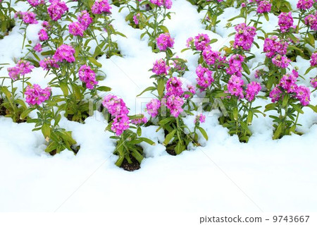 在雪中的花“股票” 在雪中的花“股票” 9743667