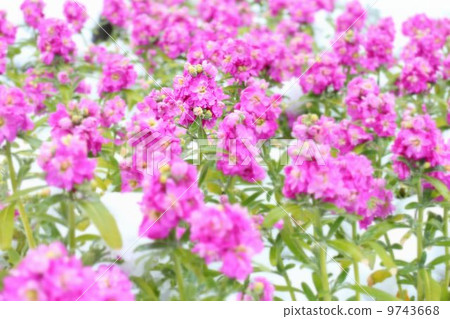 盛開的花朵“股票” 9743668