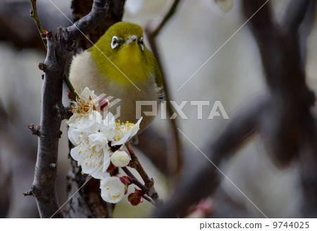 白眼和日本白眼 9744025