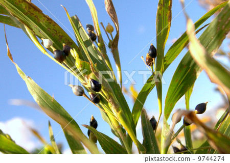 A colored autumn beetle 9744274