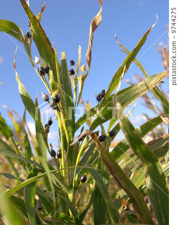 一隻色的秋天甲蟲 9744275