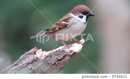 Sparrow Sparrow 9744622