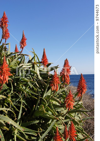 Aloe village Aloe flowers Vertical 9744673