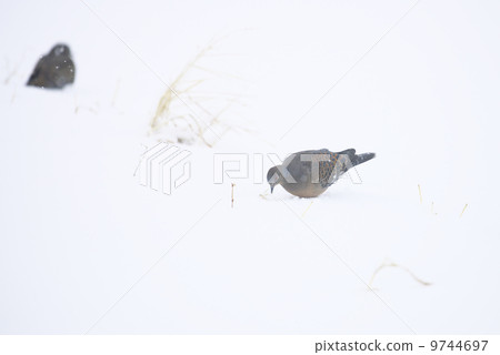 Turtledove  9744697