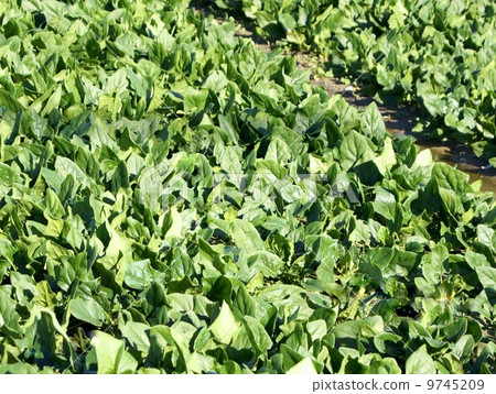 Spinach field 9745209
