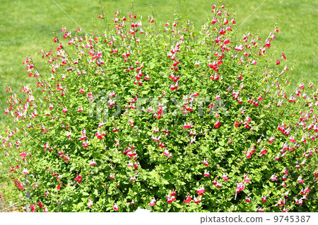 Cherry sage Cherry sage 9745387