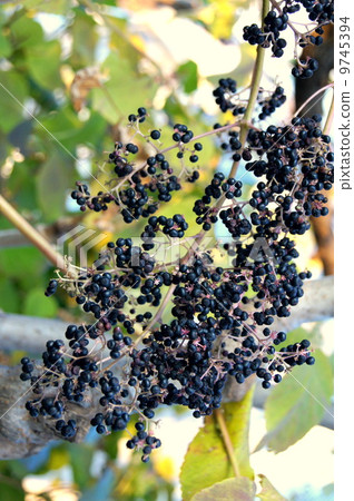 成熟的塔拉納基水果 9745394