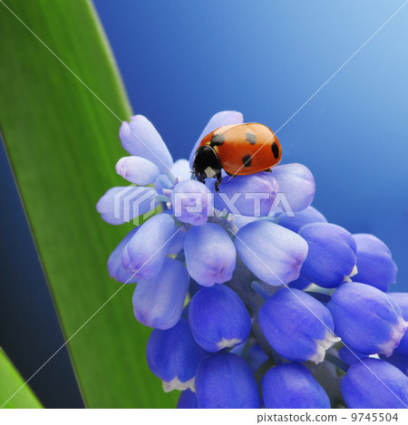 ladybug on flower 9745504