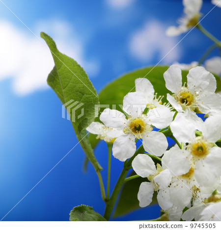 spring flower on sky beckground spring flower on sky beckground 9745505