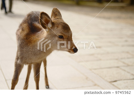 Animal welfare image 9745562