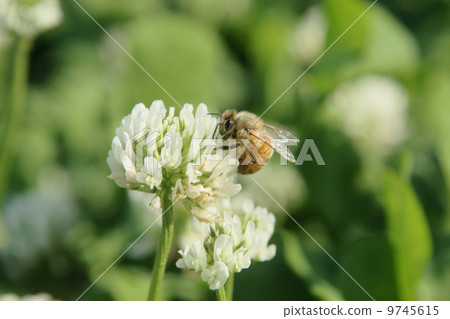 蜜蜂和三葉草 蜜蜂和三葉草 9745615