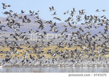 Horde of Canada cranes Horde of Canada cranes 9745870