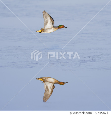 duck, pond, lagoon 9745871
