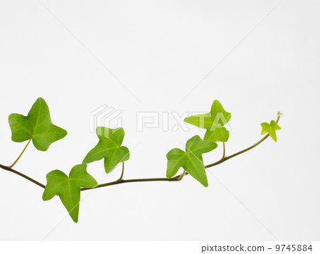 匹茲堡的赫茲拉 9745884