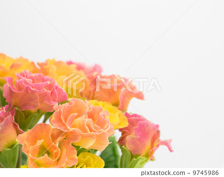 Primula of the double bloom 9745986