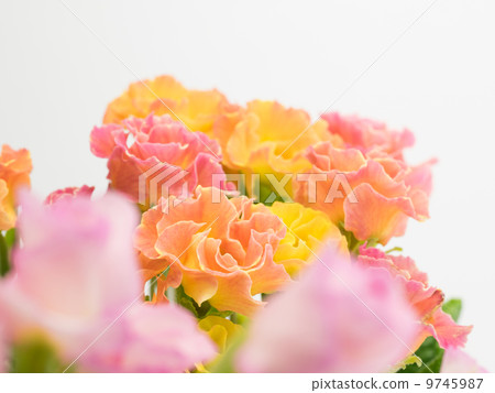 Mr. Primula Julian Mr. Primula Julian 9745987