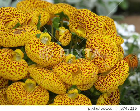 Calceulararia 9746226