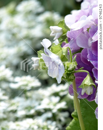 Primula · Obconica Primula · Obconica 9746243