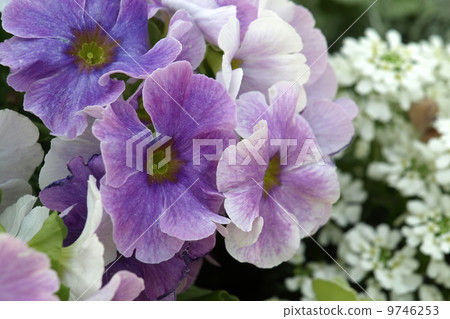 報春花·Obconica 9746253