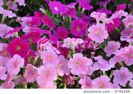 三色堇 三色堇 9746496